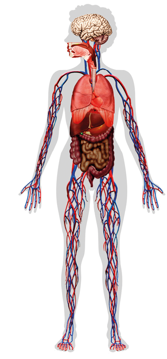 Imagem: Ilustração. Contorno de um corpo com seu interior todo destacado, indicando cérebro, sistema digestório, circular e respiratório.  Fim da imagem.