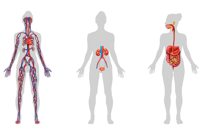 Imagem: Ilustração. Contorno de um corpo com destaque de um coração com ligações do sistema circulatório com veias ligadas ao coração percorrendo por todo o corpo. Ilustração. Contorno de um corpo com destaque de sistema digestivo que se inicia na boca com destaque do estômago e intestino. Ilustração. Contorno de um corpo com destaque de sistema urinário que se inicia nos rins com destaque até a bexiga.  Fim da imagem.