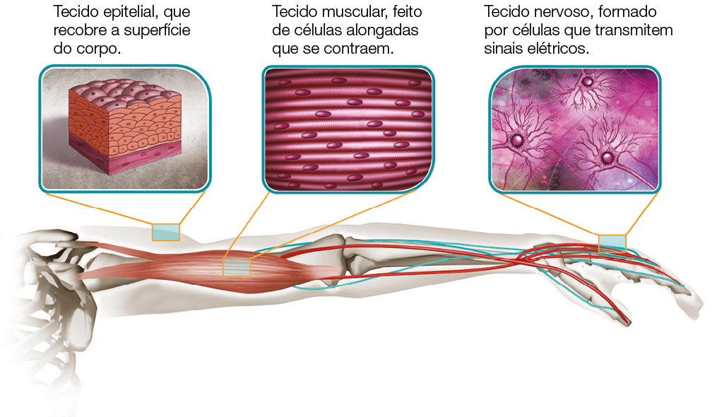 Imagem: Ilustração. Um braço com destaque do interior mostrando tecido epitelial, tecido muscular e tecido nervoso. Fim da imagem.