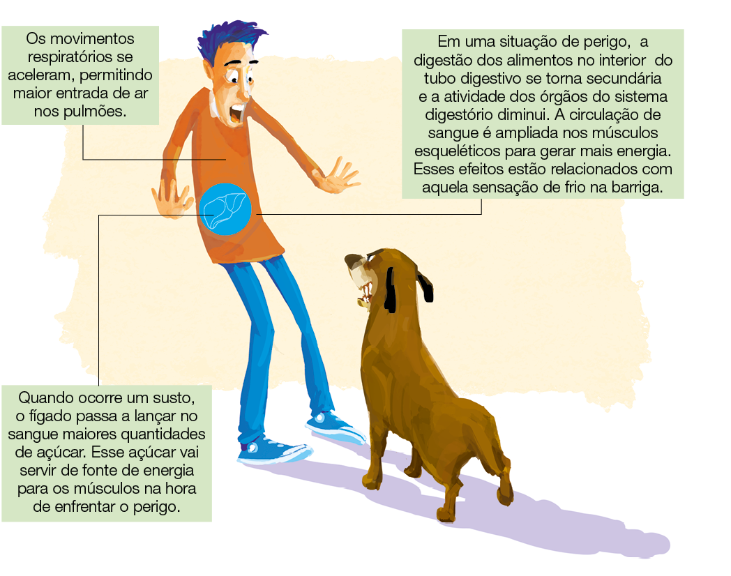 Imagem: Ilustração. Menino de cabelo curto azul, vestindo camiseta laranja e calça azul. Está assustado com destaque do fígado. À frente há um cachorro caramelo mostrando os dentes. Ao redor, as informações: Os movimentos respiratórios se aceleram, permitindo maior entrada de ar nos pulmões. Quando ocorre um susto, o fígado passa a lançar no sangue maiores quantidades de açúcar. Esse açúcar vai servir de fonte de energia para os músculos na hora de enfrentar o perigo. Em uma situação de perigo, a digestão dos alimentos no interior do tubo digestivo se torna secundária e a atividade dos órgãos do sistema digestório diminui. A circulação de sangue é ampliada nos músculos esqueléticos para gerar mais energia. Esses efeitos estão relacionados com aquela sensação de frio na barriga. Fim da imagem.