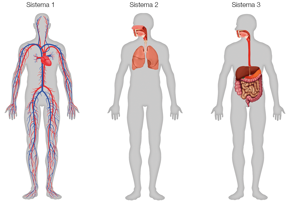 Imagem: Ilustração. Sistema 1: Sombra de um corpo humano destacando o coração e duas veias que partem do coração por todo o corpo, sendo uma azul e uma vermelha. Sistema 2: Sombra de um corpo humano destacando dois pulmões ligando-se até a boca e o nariz. Sistema 3: Sombra de um corpo humano destacando ligação da boca até o estomago e intestino. Fim da imagem.