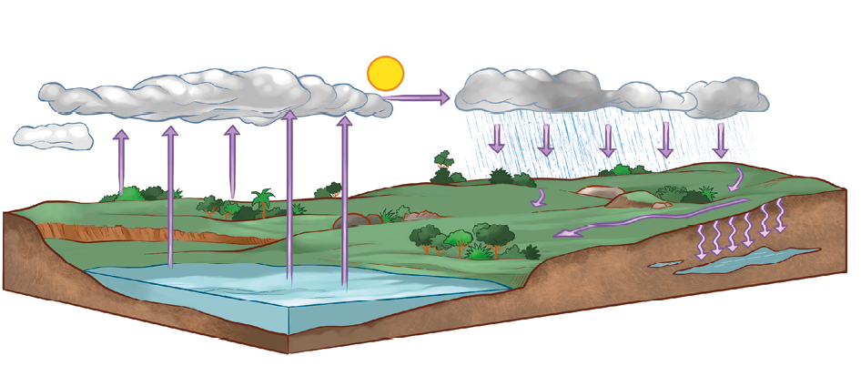 Imagem: Ilustração. Campo aberto com árvores e vegetação. À esquerda, há um lago com setas para cima sobre nuvens. Ao lado, nuvens indicam setas para nuvens com chuva. Água indica setas para baixo do solo e setas para direção do rio. Fim da imagem.