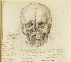 Imagem: Ilustração. Folha com ilustração de um crânio com dois lados diferentes. À esquerda, crânio sem arcada dentária. À direita, crânio completo com arcada dentária. Fim da imagem.