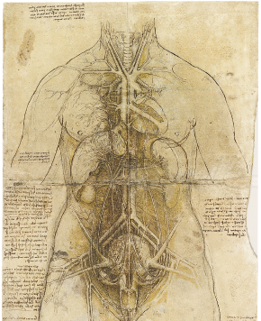 Imagem: Ilustração. Folha com ilustração de um corpo com interior de um corpo feminino com destaque de órgãos e alguns ossos centrais. Fim da imagem.