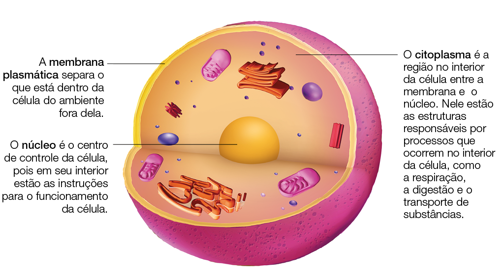 Imagem: Ilustração. Estrutura de célula em corte com núcleo central e estruturas no interior. No interior o preenchimento é formado por citoplasma. Nos arredores, a membrana plasmática. Fim da imagem.