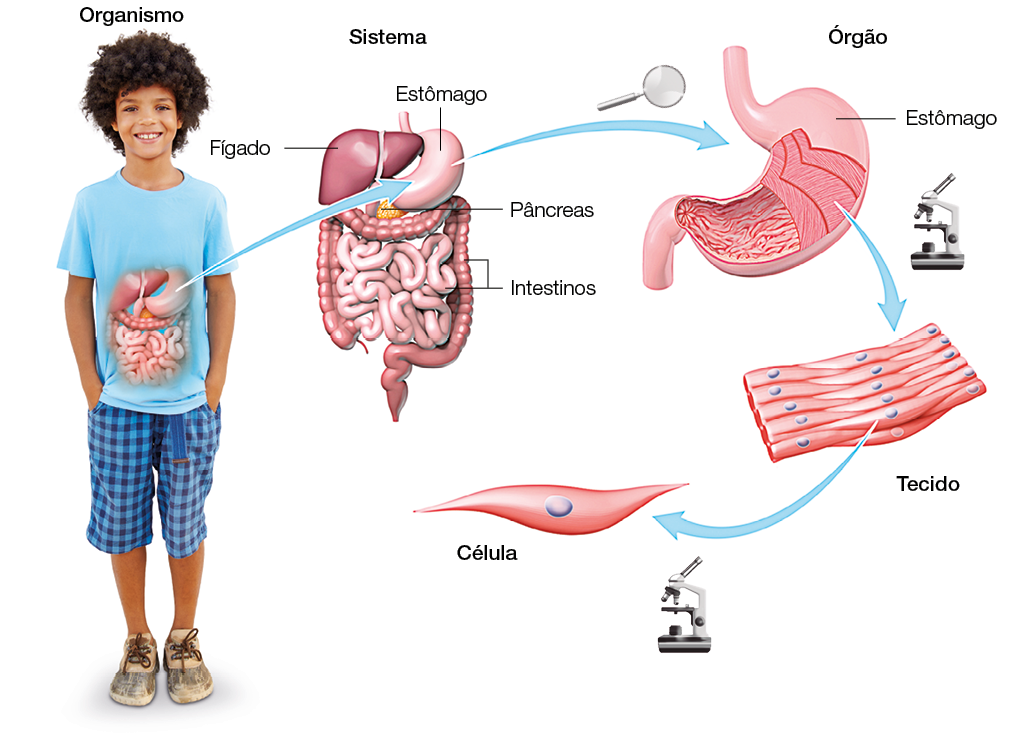 Imagem: Fotografia. Menina de cabelo cacheado preto, vestindo camiseta azul e bermuda xadrez azul e preta. No centro, destaque de sistema digestivo mostrando fígado, estômago, pâncreas e intestino. Seguido pelo órgão estômago em corte de vista microscópica. Abaixo, corte de tecido e célula.  Fim da imagem.