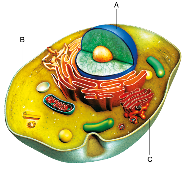 Imagem: Ilustração. Estrutura com esfera central indicando A. Preenchimento indica B. Capa protetora indica C. Fim da imagem.