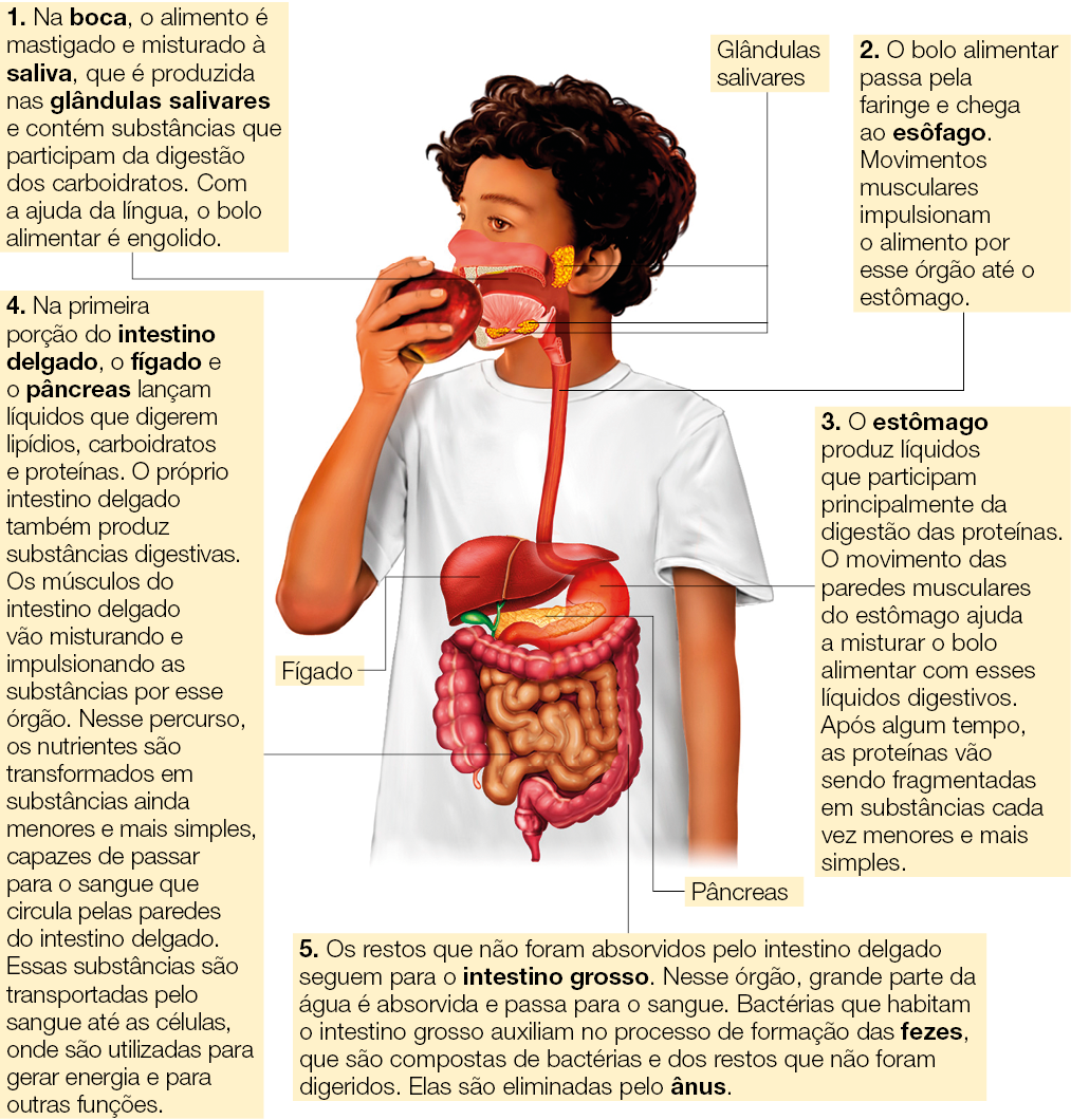 Imagem: Ilustração. Menino de cabelo curto cacheado castanho, vestindo camiseta branca. Está comendo uma maçã. Em destaque está o sistema digestivo desde a entrada do alimento, as glânduls salivares até a sequência no fígado, estomago, pâncrea e intestino. Ao redor estão as informações: 1. Na boca, o alimento é mastigado e misturado à saliva, que é produzida nas glândulas salivares e contém substâncias que participam da digestão dos carboidratos. Com a ajuda da língua, o bolo alimentar é engolido. 2. O bolo alimentar passa pela faringe e chega ao esôfago. Movimentos musculares impulsionam o alimento por esse órgão até o estômago. 3. O estômago produz líquidos que participam principalmente da digestão das proteínas. O movimento das paredes musculares do estômago ajuda a misturar o bolo alimentar com esses líquidos digestivos. Após algum tempo, as proteínas vão sendo fragmentadas em substâncias cada vez menores e mais simples. 4. Na primeira porção do intestino delgado, o fígado e o pâncreas lançam líquidos que digerem lipídios, carboidratos e proteínas. O próprio intestino delgado também produz substâncias digestivas. Os músculos do intestino delgado vão misturando e impulsionando as substâncias por esse órgão. Nesse percurso, os nutrientes são transformados em substâncias ainda menores e mais simples, capazes de passar para o sangue que circula pelas paredes do intestino delgado. Essas substâncias são transportadas pelo sangue até as células, onde são utilizadas para gerar energia e para outras funções. 5. Os restos que não foram absorvidos pelo intestino delgado seguem para o intestino grosso. Nesse órgão, grande parte da água é absorvida e passa para o sangue. Bactérias que habitam o intestino grosso auxiliam no processo de formação das fezes, que são compostas de bactérias e dos restos que não foram digeridos. Elas são eliminadas pelo ânus. Fim da imagem.