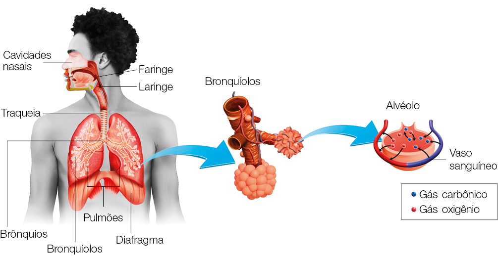 Imagem: Ilustração. Homem de cabelo curto, sem camiseta, com órgãos amostra.  Na cabeça, cavidades nasais, faringe e laringe. Seguido por traqueia, brônquios dividindo os pulmões com bronquíolos. Abaixo, diafragma. Ao lado, bronquíolos em destaque com tubos e pequenos tentáculos arredondados. Ao lado, alvéolo, um dos tentáculos com ligação de vaso sanguíneo com bolinhas indicando gás carbônico e oxigênio. Fim da imagem.