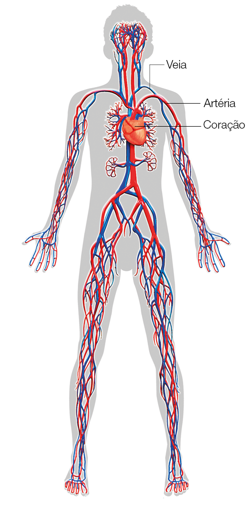 Imagem: Ilustração. Contorno de um corpo com destaque de um coração com ligações do sistema circulatório com veias e artérias ligadas ao coração percorrendo por todo o corpo. Veias estão ilustradas como azuis entrelaçadas nas artérias vermelhas. Fim da imagem.