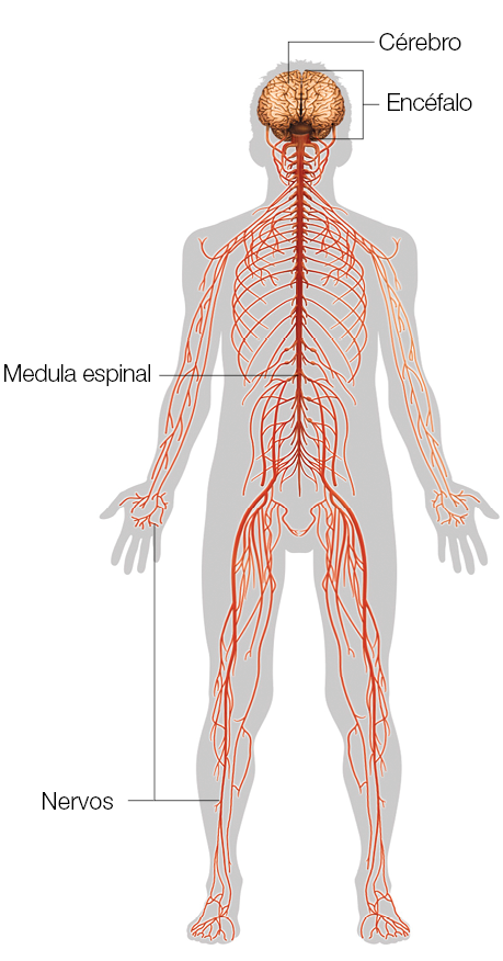 Imagem: Ilustração. Contorno de um corpo com destaque de cérebro e encéfalo com ligação da medula espinal por todo o tronco com nervos pelo corpo todo. Fim da imagem.