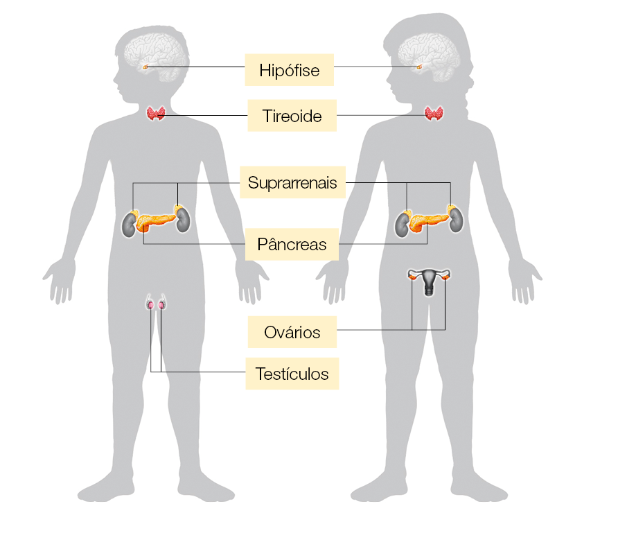 Imagem: Ilustração. Contorno do corpo de um menino e uma menina em paralelo. Ambos indicam no cérebro a hipófise, na garganta a tiroide, na barriga pâncreas e suprarrenais. Diferenciando apenas por menino com testículos e meninas com ovários. Fim da imagem.