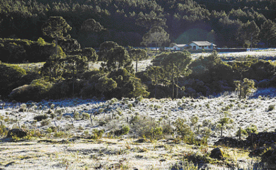 Imagem: Fotografia. Plantas cobertas de neve branca. Ao fundo, árvores.  Fim da imagem.