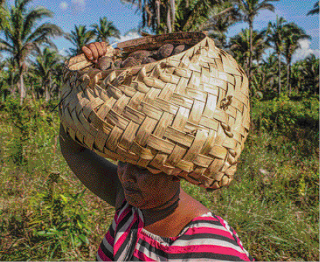 Imagem: Fotografia. Uma mulher com blusa listrada está segurando um cesto cheio de cocos sobre a cabeça. Ao fundo, árvores.  Fim da imagem.