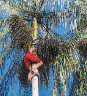 Imagem: Fotografia. Um homem está subindo no tronco de uma árvore fina e alta. Nos galhos há frutos pequenos e redondos.  Fim da imagem.