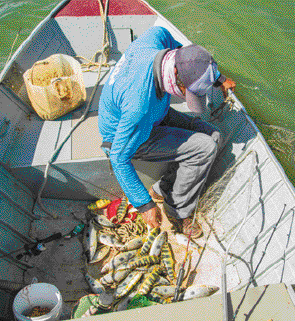 Imagem: Fotografia. Um homem está sentado dentro de um barco com vários peixes ao lado.  Fim da imagem.