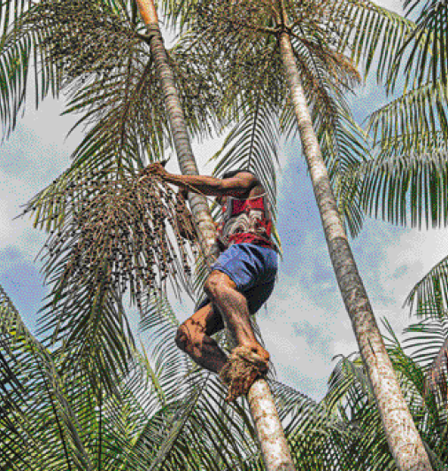 Imagem: Fotografia. Um homem está subindo o tronco de uma árvore fina e alta. Nos galhos há frutos pequenos e redondos. Fim da imagem.