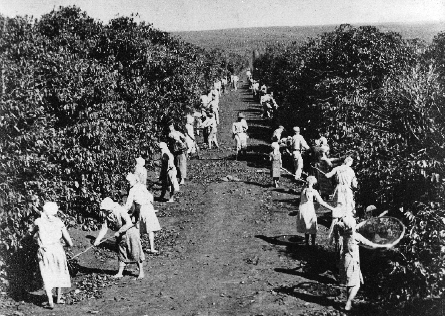 Imagem: Fotografia em preto e branco. Várias pessoas estão colhendo café em uma plantação extensa.  Fim da imagem.