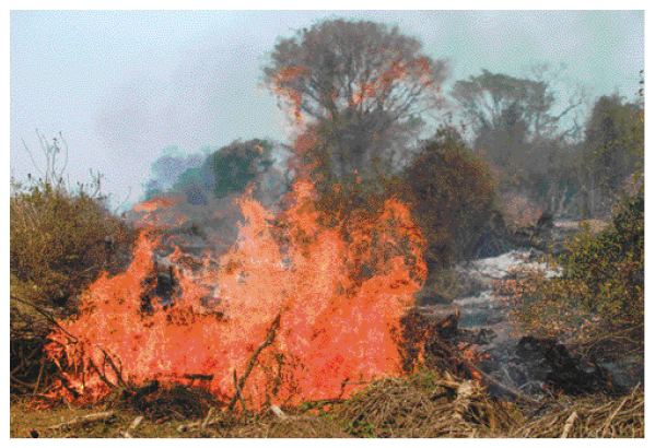 Imagem: Fotografia. Fogo sobre um gramado. Em volta há plantas, árvores e fumaça escura. Fim da imagem.