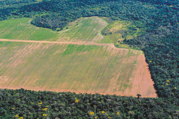 Imagem: Fotografia. Vista aérea de um terreno desmatado. Em volta há várias árvores e plantas. Fim da imagem.