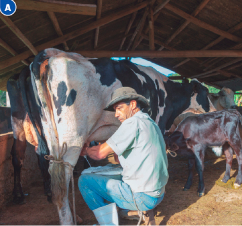 Imagem: Fotografia A. Um homem está sentado e ordenhando uma vaca. Ao lado, um bezerro está mamando e ao fundo há mais vacas.  Fim da imagem.