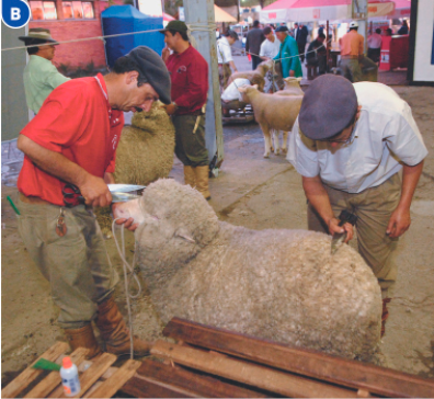 Imagem: Fotografia B. Dois homens estão segurando tesouras e cortando o pelo de uma ovelha. Ao fundo, mais pessoas e ovelhas. Fim da imagem.