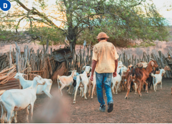 Imagem: Fotografia D. Um homem está de costas e em volta dele há várias cabras. Na frente deles há uma cerca de madeira e uma árvore. Fim da imagem.