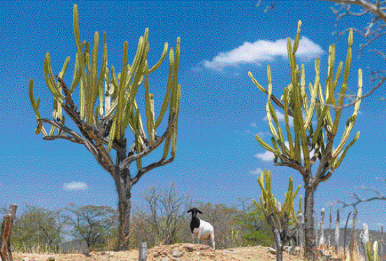 Imagem: Fotografia. Uma cabra entre cactos grandes. Ao fundo, árvores secas e plantas.   Fim da imagem.