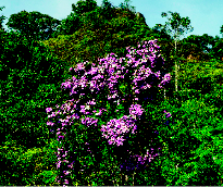 Imagem: Fotografia. Árvores e uma delas tem flores rosa.   Fim da imagem.