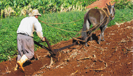 Imagem: Fotografia. Um homem está de costas e com as mãos sobre um arado, que está sendo puxado por um jegue marrom. Ao fundo, plantação.   Fim da imagem.