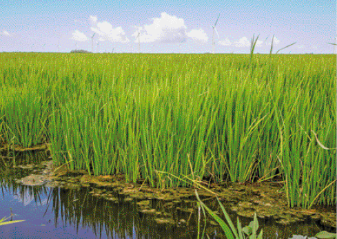 Imagem: Fotografia. Plantação de arroz sobre água.   Fim da imagem.