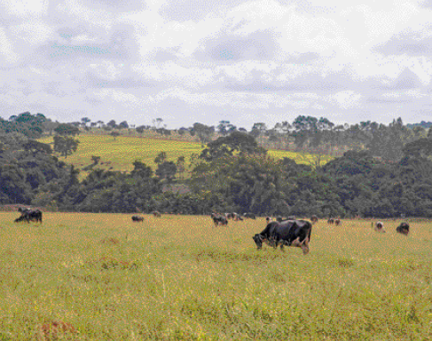 Imagem: Fotografia. Bois pastando em um campo verde. Ao fundo, árvores e morros.   Fim da imagem.