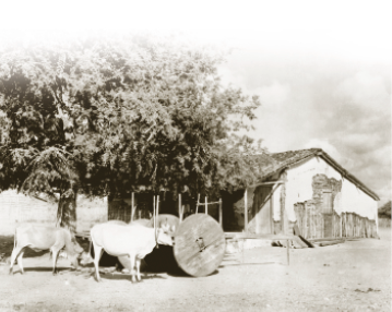 Imagem: Fotografia em preto e branco. Dois bois ao lado de uma construção e atrás há uma árvore. Fim da imagem.