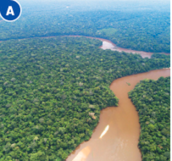 Imagem: Fotografia A. Vista aérea de um rio sinuoso e marrom. Em volta há muitas árvores.   Fim da imagem.