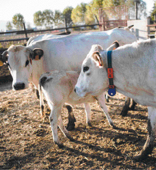 Imagem: Fotografia. Uma vaca branca com um colar azul em volta do pescoço. Ao seu lado há uma vaca branca com uma etiqueta na orelha e um bezerro.  Fim da imagem.
