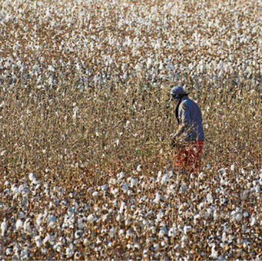 Imagem: Fotografia. Uma pessoa no meio de uma plantação de algodão.  Fim da imagem.