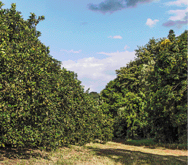 Imagem: Fotografia. Plantação de laranja. Ao fundo, nuvens no céu azul. Fim da imagem.