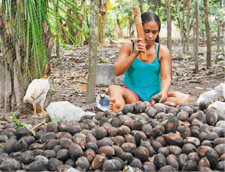 Imagem: Fotografia. Uma mulher está sentada e segurando um objeto cilíndrico sobre uma semente grande e redonda. Na frente dela há uma pilha de sementes e ao lado, duas galinhas.   Fim da imagem.