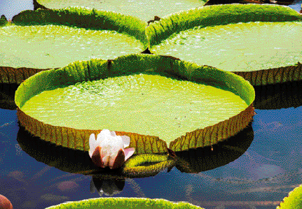 Imagem: Fotografia. Vitória-régia, planta circular e verde sobre água. Ao lado há uma flor rosa.  Fim da imagem.