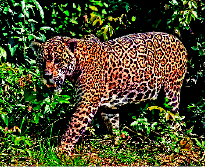 Imagem: Fotografia. Uma onça-pintada, animal com pelo marrom e manchas pretas.   Fim da imagem.