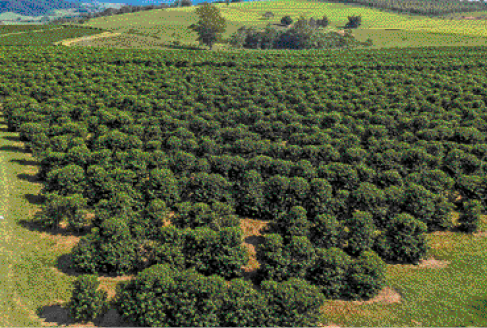 Imagem: Fotografia. Vista aérea de uma plantação de café.   Fim da imagem.