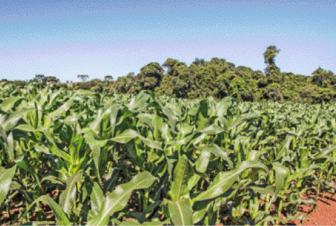 Imagem: Fotografia. Plantação extensa de milho. Ao fundo, árvores.   Fim da imagem.