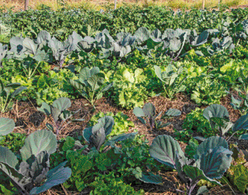 Imagem: Fotografia. Plantação de hortaliças verdes.  Fim da imagem.