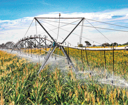Imagem: Fotografia. Irrigadores suspensos sobre uma plantação de milho.   Fim da imagem.