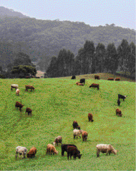 Imagem: Fotografia. Vista aérea de bois sobre um campo verde. Ao fundo, árvores e morros.  Fim da imagem.