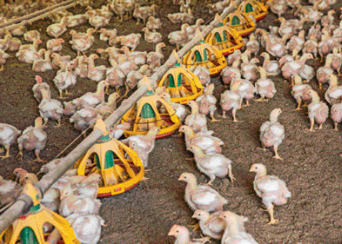 Imagem: Fotografia. Vários pintinhos cinzas sobre terra e entre eles há potes com comida.   Fim da imagem.