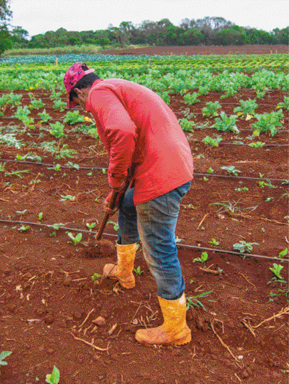 Imagem: Fotografia. Um homem com boné rosa, blusa vermelha, calça jeans e botas amarelas está segurando uma enxada sobre uma plantação. Ao fundo, árvores. Fim da imagem.