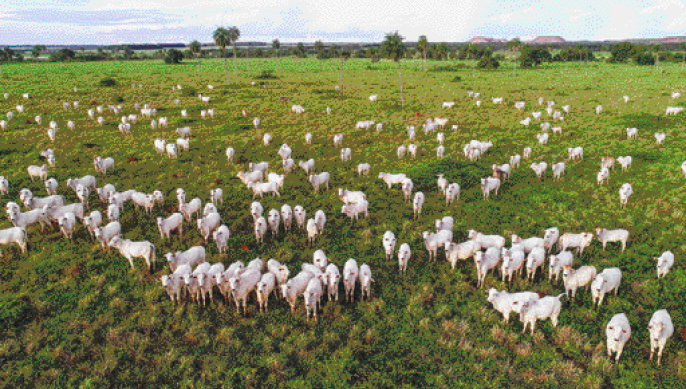 Imagem: Fotografia. Vista aérea de um gado sobre um campo verde. Fim da imagem.