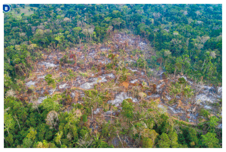 Imagem: Fotografia B. Vista aérea de uma floresta com o centro desmatado.  Fim da imagem.