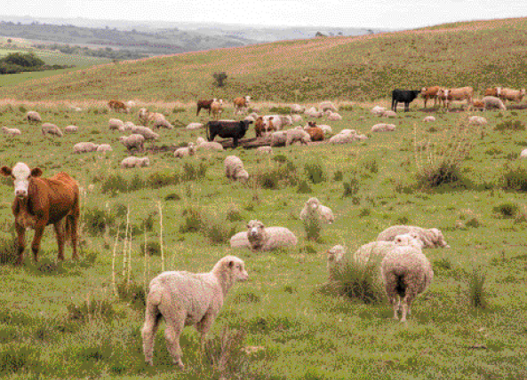 Imagem: Fotografia. Ovelhas e bois sobre campo com vegetação verde.  Fim da imagem.